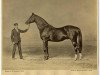 stallion Champagne xx (Thoroughbred, 1851, from Touchstone xx)