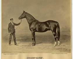 stallion Champagne xx (Thoroughbred, 1851, from Touchstone xx)