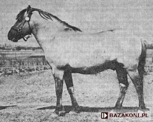 stallion Oszczep 1/Ol POL (Konik, 1960, from Gazda)