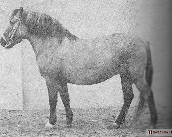 broodmare Halda 1055 (Konik, 1966, from Lis)