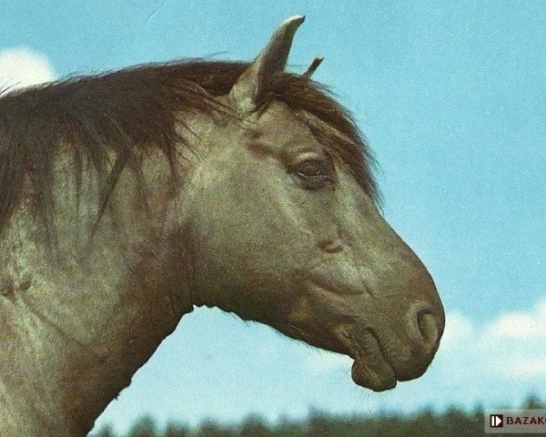 stallion Nalewajko (Konik, 1963, from Tok 3/Ol POL)