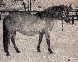 broodmare Luka (Konik, 1962, from Tok 3/Ol POL)