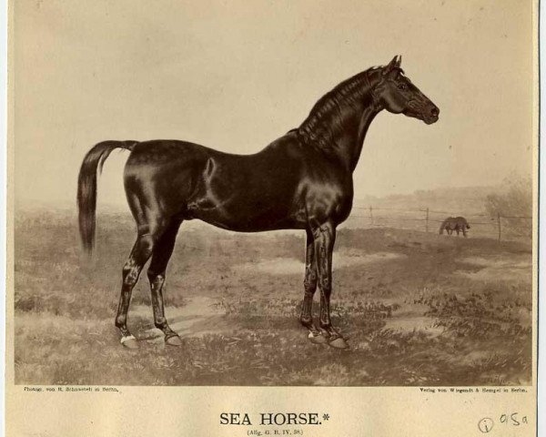 stallion Seahorse xx (Thoroughbred, 1850, from Blackdrop xx)