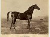 stallion Seahorse xx (Thoroughbred, 1850, from Blackdrop xx)