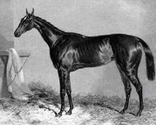 broodmare Cymba xx (Thoroughbred, 1845, from Melbourne xx)