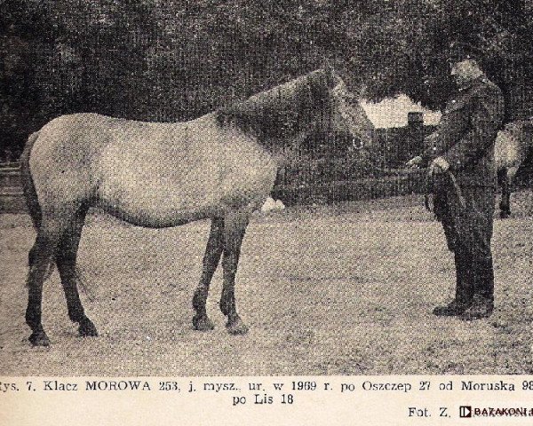 Zuchtstute Morowa 2060 POL (Konik, 1969, von Oszczep 1/Ol POL)