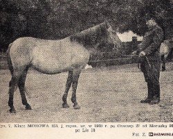 broodmare Morowa 2060 POL (Konik, 1969, from Oszczep 1/Ol POL)