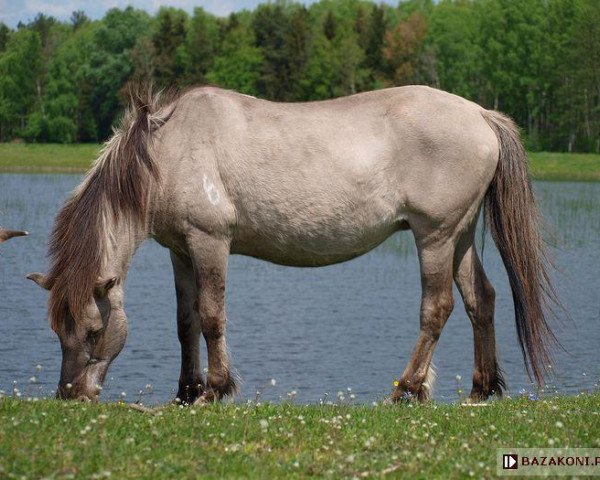 Zuchtstute Trzmielina (Konik, 1983, von Mohacz)