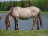 broodmare Trzmielina (Konik, 1983, from Mohacz)