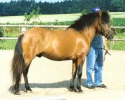 stallion Wadim (Hucul, 1999, from Wolosaty)