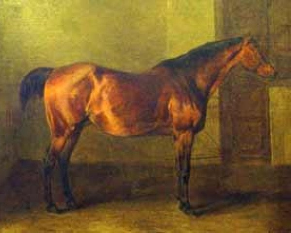 stallion Oromedon (Trakehner, 1836, from Young Driver)