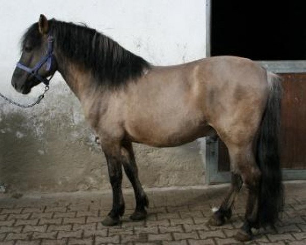 horse Komes (Konik, 1999, from Jaszczyk)