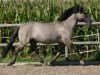 stallion Hawr (Konik, 1989, from Nadziak 101)