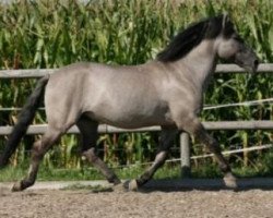 stallion Hawr (Konik, 1989, from Nadziak 101)