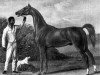 stallion Mickle Fell xx (Thoroughbred, 1834, from Catton xx)