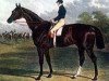 stallion Mundig xx (Thoroughbred, 1832, from Catton xx)