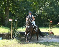 eventing horse Beground (Hessian Warmblood, 1998, from Beg xx)