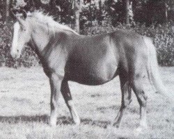 broodmare Vuurflits (Welsh-Cob (Sek. D), 1960, from Goudhaantje)