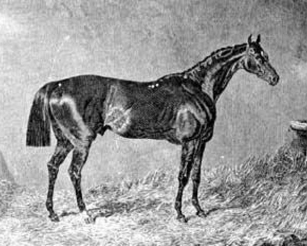 stallion The Saddler xx (Thoroughbred, 1828, from Waverley xx)