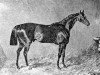 Deckhengst The Saddler xx (Englisches Vollblut, 1828, von Waverley xx)