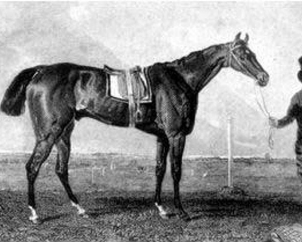 stallion Zinganee xx (Thoroughbred, 1825, from Tramp xx)