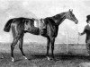 stallion Zinganee xx (Thoroughbred, 1825, from Tramp xx)