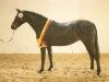 broodmare Giana (German Riding Pony, 1983, from Brillant)