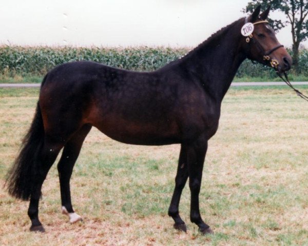 broodmare Gina (German Riding Pony, 1993, from Folklore)