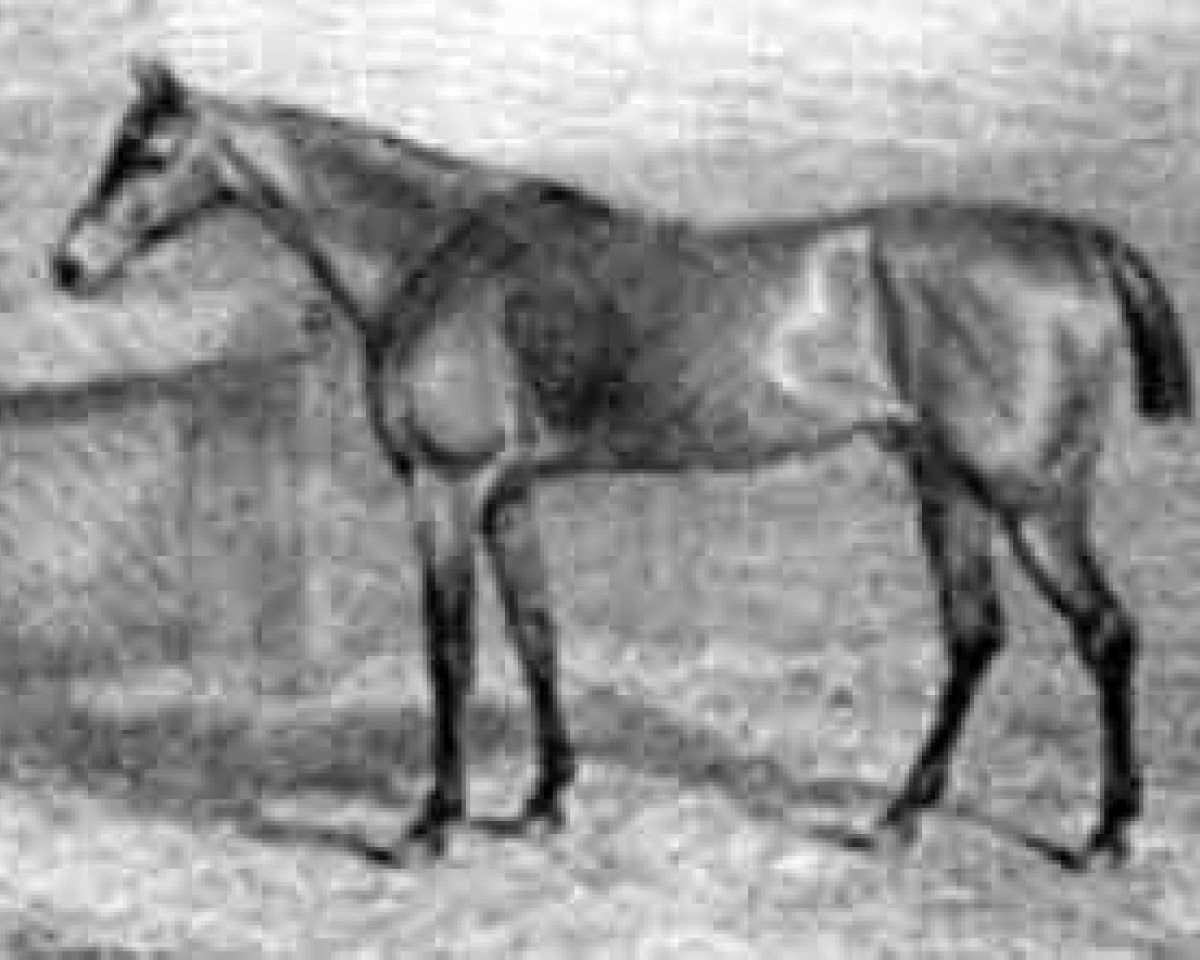 Deckhengst Blucher xx (Englisches Vollblut, 1811, von Waxy xx)