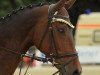 dressage horse Ivija (Latvian Warmblood, 2004, from Intervals)