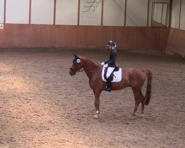 Reitturnier Halver 2020