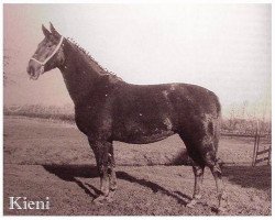 Zuchtstute Kieni (KWPN (Niederländisches Warmblut), 1969, von Hengst von Amor / Olaf van Wittenstein)