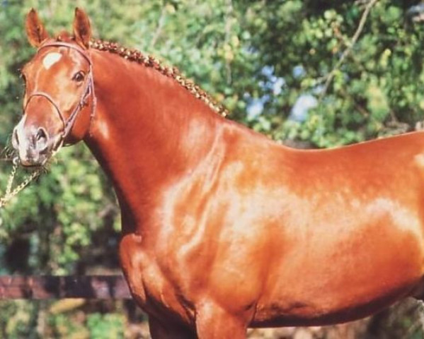 stallion Florentijn O (KWPN (Royal Dutch Sporthorse), 1987, from Renville)