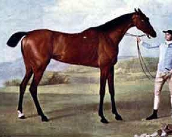 broodmare Molly Long Legs xx (Thoroughbred, 1753, from Babraham xx)