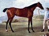 broodmare Molly Long Legs xx (Thoroughbred, 1753, from Babraham xx)