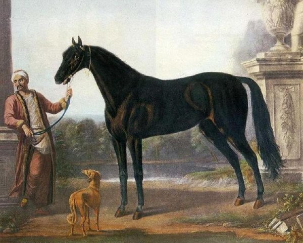 stallion Byerley Turk xx (Akhal-Teke, 1679, from Bustler xx)