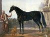 horse Byerley Turk xx (Akhal-Teke, 1679, from Bustler xx)