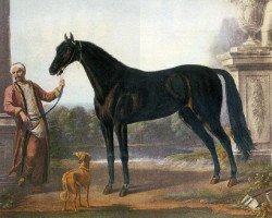 stallion Byerley Turk xx (Akhal-Teke, 1679, from Bustler xx)