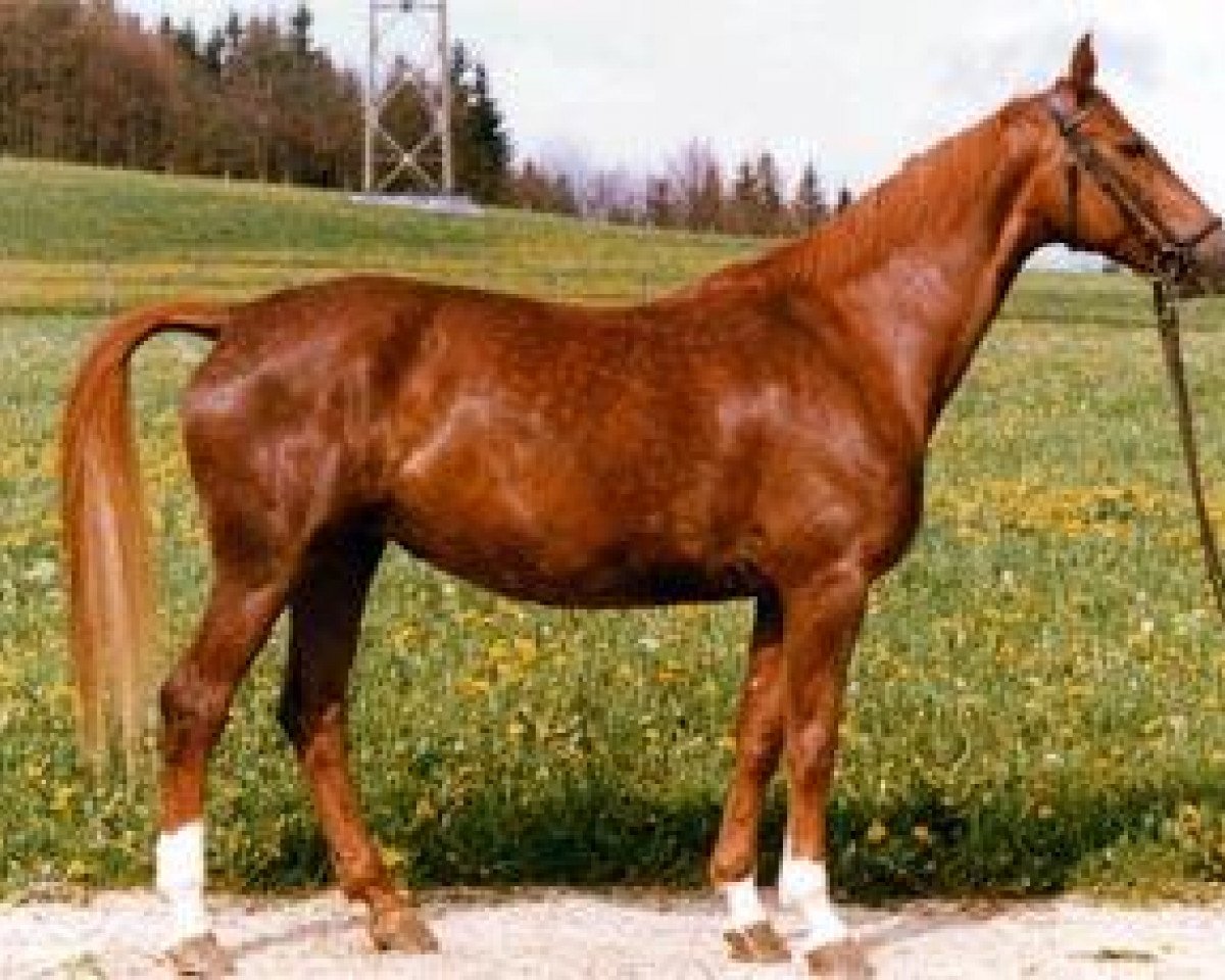 Zuchtstute Fakultaet (Trakehner, 1971, von Kastor)