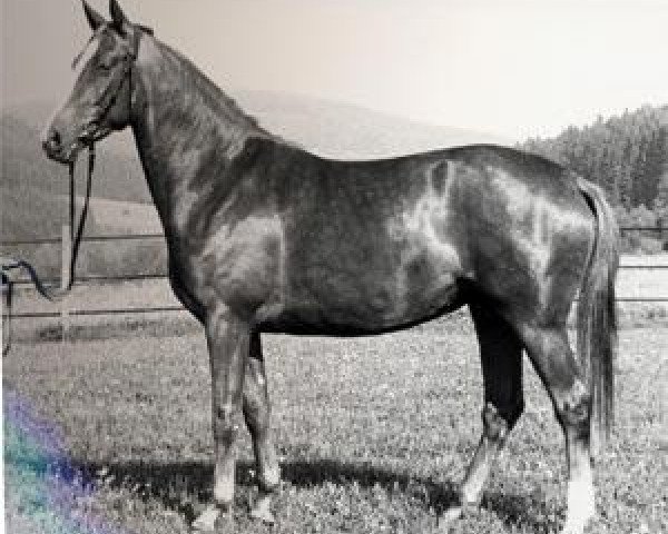 Zuchtstute Fabiola VII (Trakehner, 1978, von Pregel)