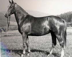 Zuchtstute Fabiola VII (Trakehner, 1978, von Pregel)