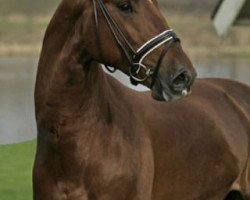 Deckhengst A Dandy Man (Schwedisches Warmblut, 2004, von Don Primero)