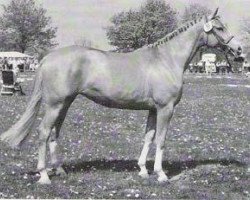 broodmare Herzblatt III (Trakehner, 1982, from Seeadler)