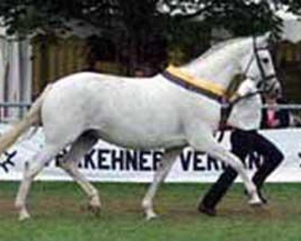 broodmare Baccara v. Ludwigsburg (Trakehner, 1993, from Eichendorff)