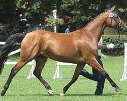 broodmare Marchesa II (Trakehner, 1996, from Kosmonaut ox)