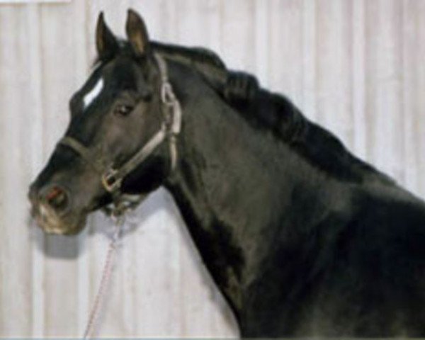 Pferd A Bromont (Hannoveraner, 1983, von Argentan I)