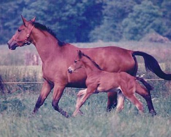 broodmare Gavotte IV (Trakehner, 1986, from Karon)