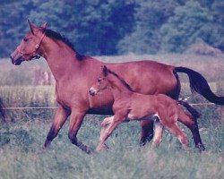 broodmare Gavotte IV (Trakehner, 1986, from Karon)