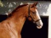 Pferd Illuna (Oldenburger, 1977, von Inschallah AA)