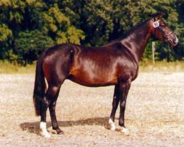 broodmare Bell' Air (Oldenburg, 1992, from Sandro)